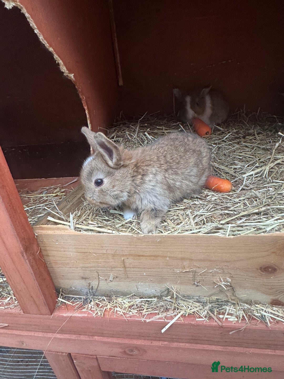 Mixed Breed rabbits for sale: Rabbit  - Advert 7