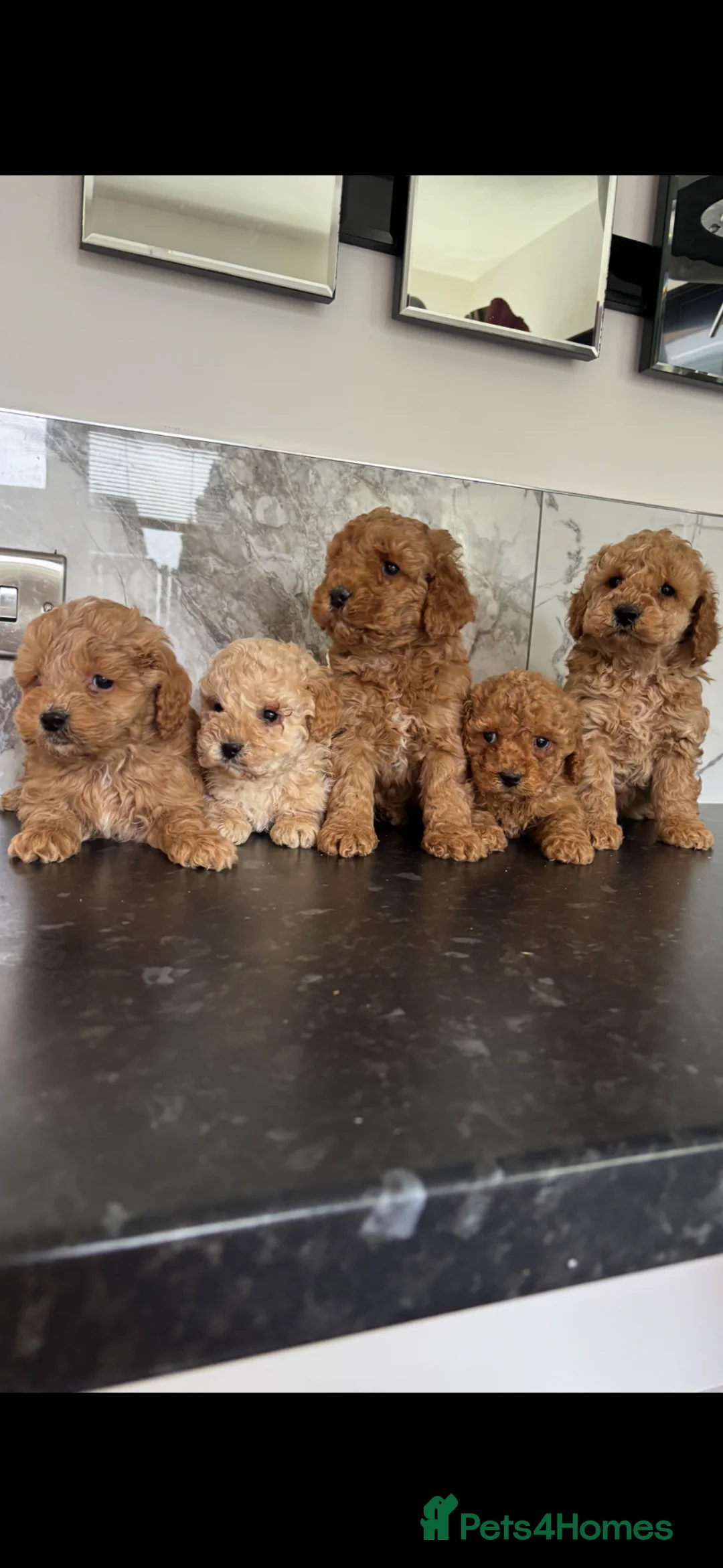 Toy Poodle dogs for sale: Super mini maltipoo puppies (toy poodle) - Advert 1