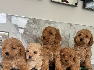 Toy Poodle dogs Super mini maltipoo puppies (toy poodle) - Advert 4