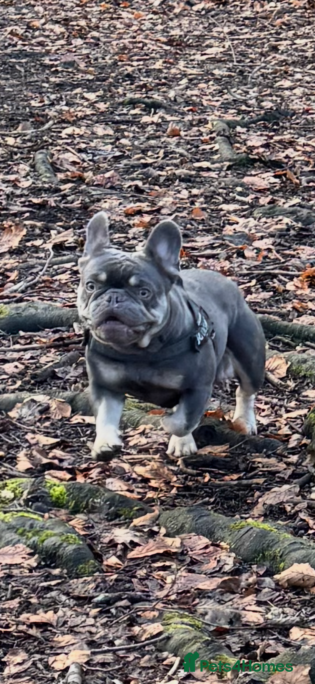 French Bulldog dogs Frenchie female  - Advert 14