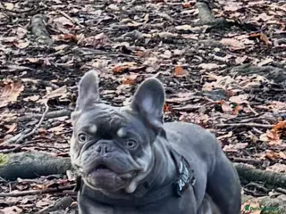 French Bulldog dogs Frenchie female - Advert 14