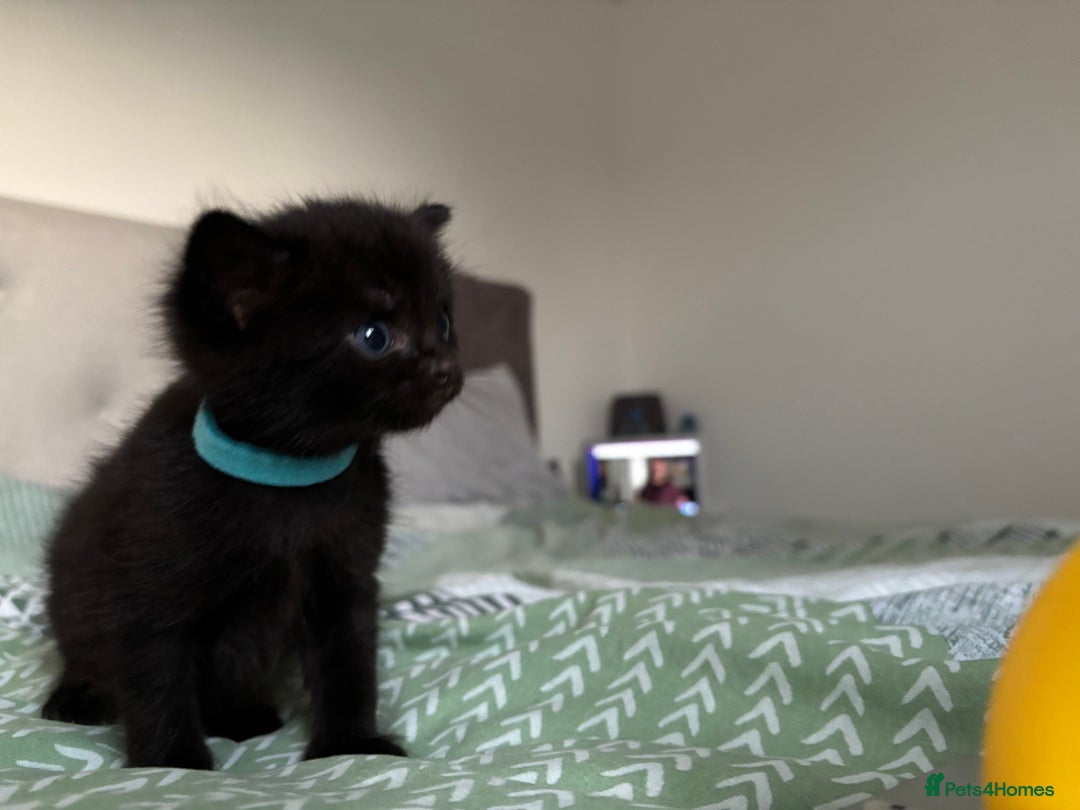Mixed Breed cats for sale: Maine Coon mixed kittens  - Image 4