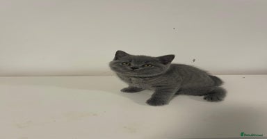 British Shorthair cats - Advert 2