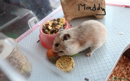Hamster rodents for sale: Syrian Hamsters – various ages - Image 5