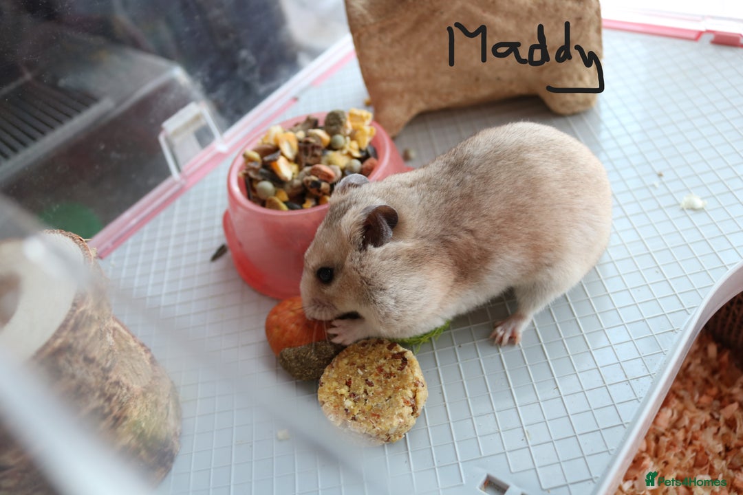 Hamster rodents for sale: Syrian Hamsters – various ages - Image 5
