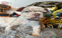 French Bulldog dogs for sale: Stunning Newshade French Bulldog Puppies - Image 23