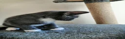 Russian Blue cats for sale: beautiful kittens😻😍 - Advert 10