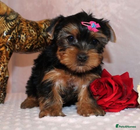 Yorkshire Terrier dogs for sale: male yorkshire terrier needs a new and loving home - Advert 1