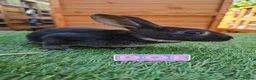 Rex rabbits for sale: Rex & Mini Rex Kits Available - Advert 5