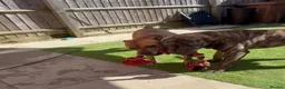 Cane Corso dogs for sale: Baxter in Haverhill - Advert 2