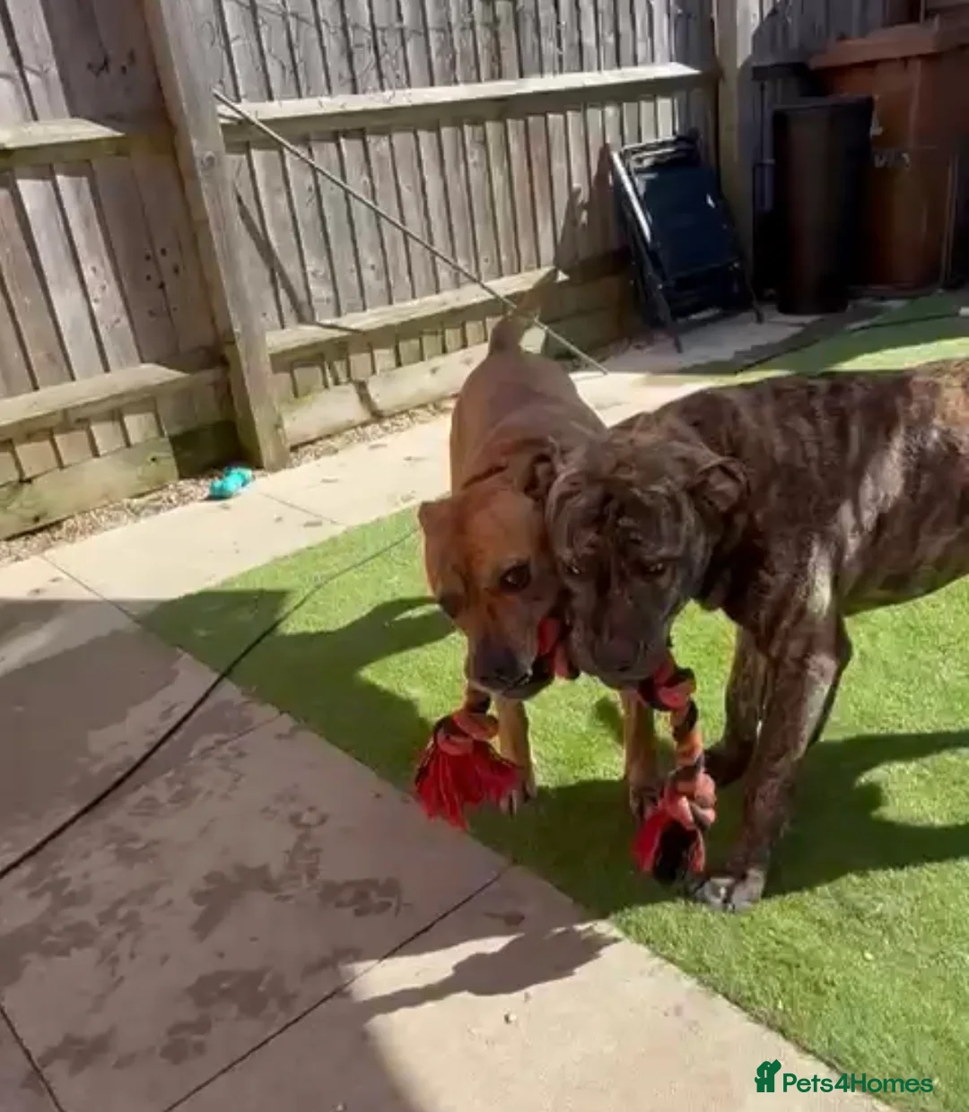 Cane Corso dogs for sale: Baxter in Haverhill - Advert 2