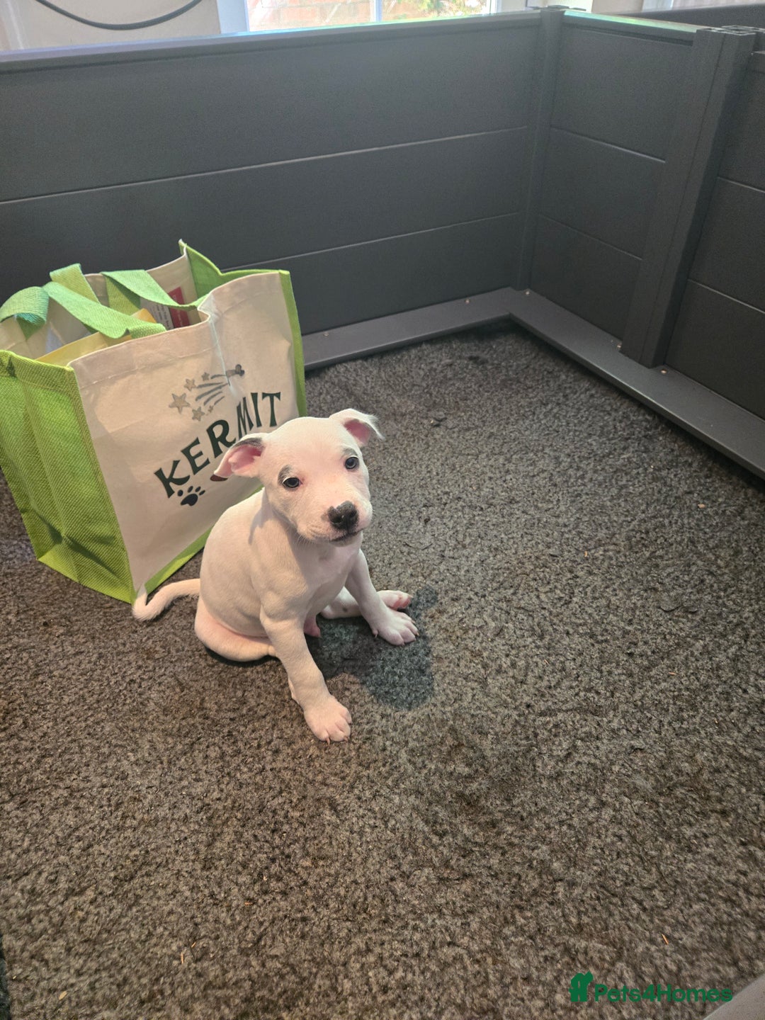 Staffordshire Bull Terrier dogs for sale: VERY RARE TOP QUALITY WHITE BLUE PIED STAFFORD BOY - Image 21