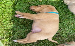 Labrador Retriever dogs for sale: Pedigree Labrador Pups - Image 3