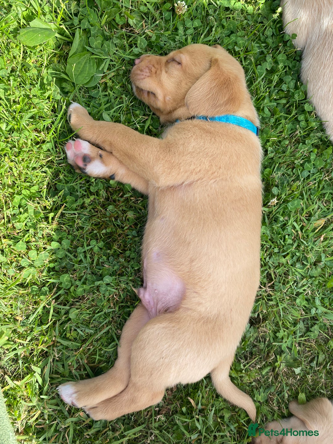 Labrador Retriever dogs for sale: Pedigree Labrador Pups - Image 3