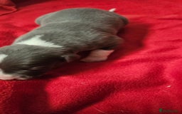 Whippet dogs for sale: KC HEART AND HEALTH TESTED WHIPPETS - Image 6