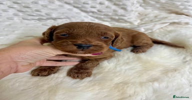 Goldendoodle dogs - Advert 10