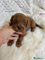 Goldendoodle dogs - Advert 13