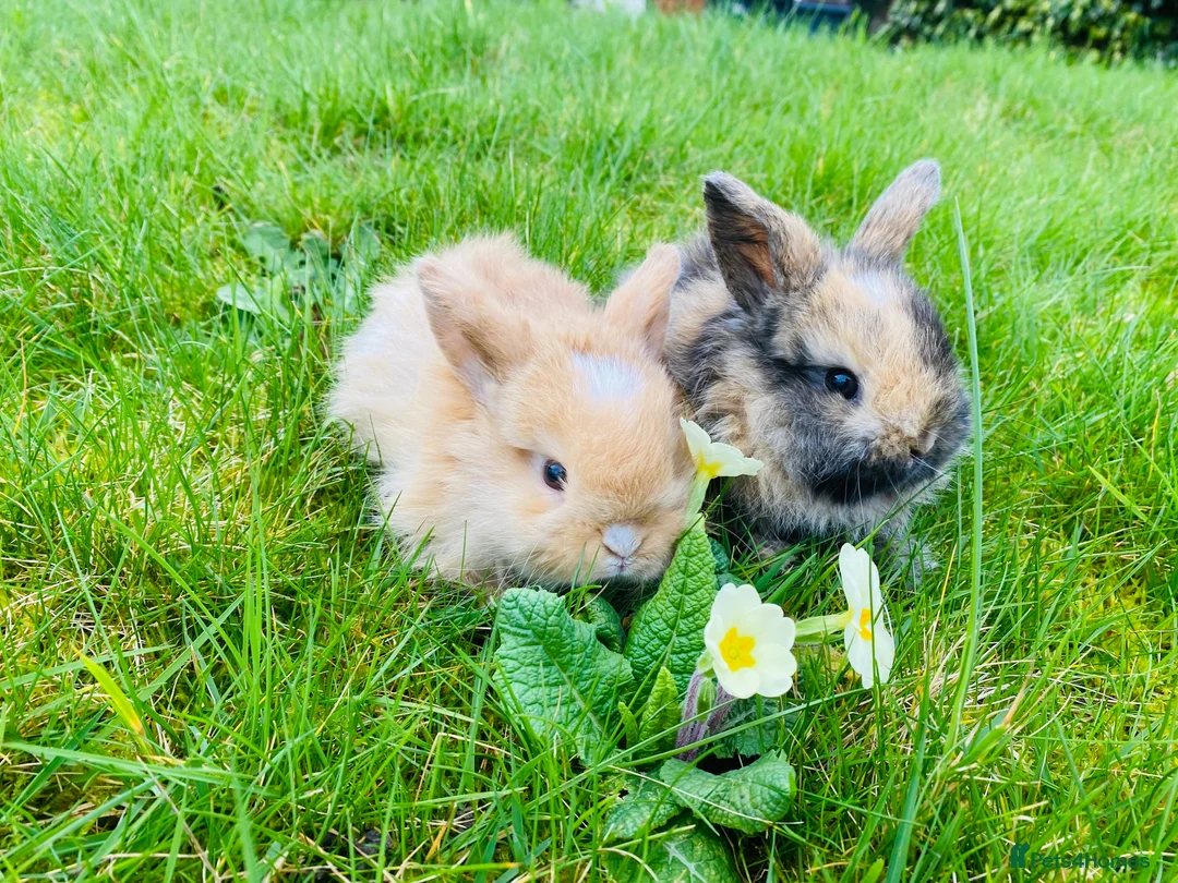 Mini Lop rabbits for sale: Beautiful baby mini lop rabbits - Advert 2