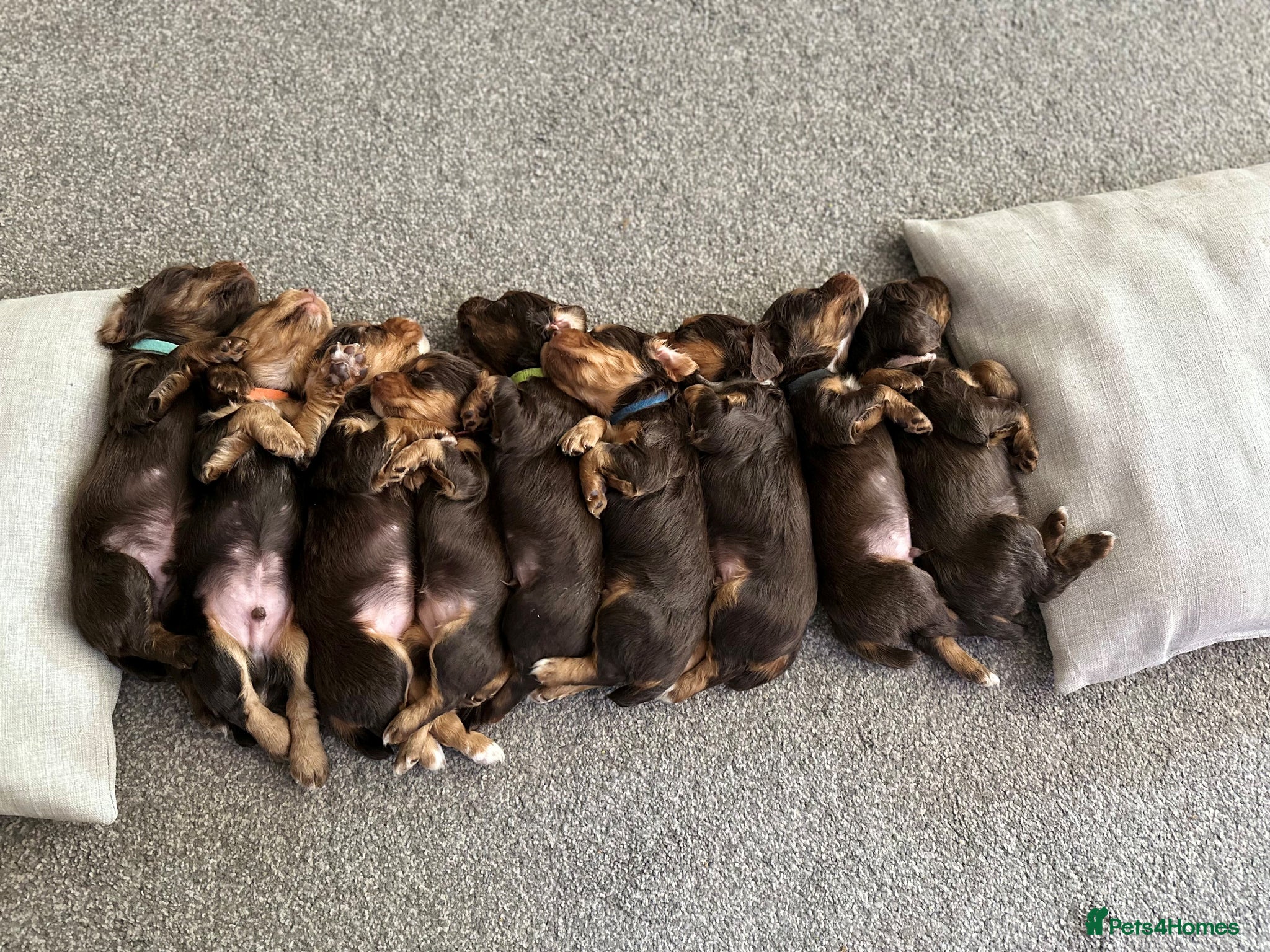 Cocker Spaniel dogs KC working cocker spaniel puppies D+D - Advert 1