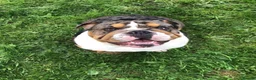 English Bulldog dogs for stud: Bruno 🏆🏆 - Advert 1
