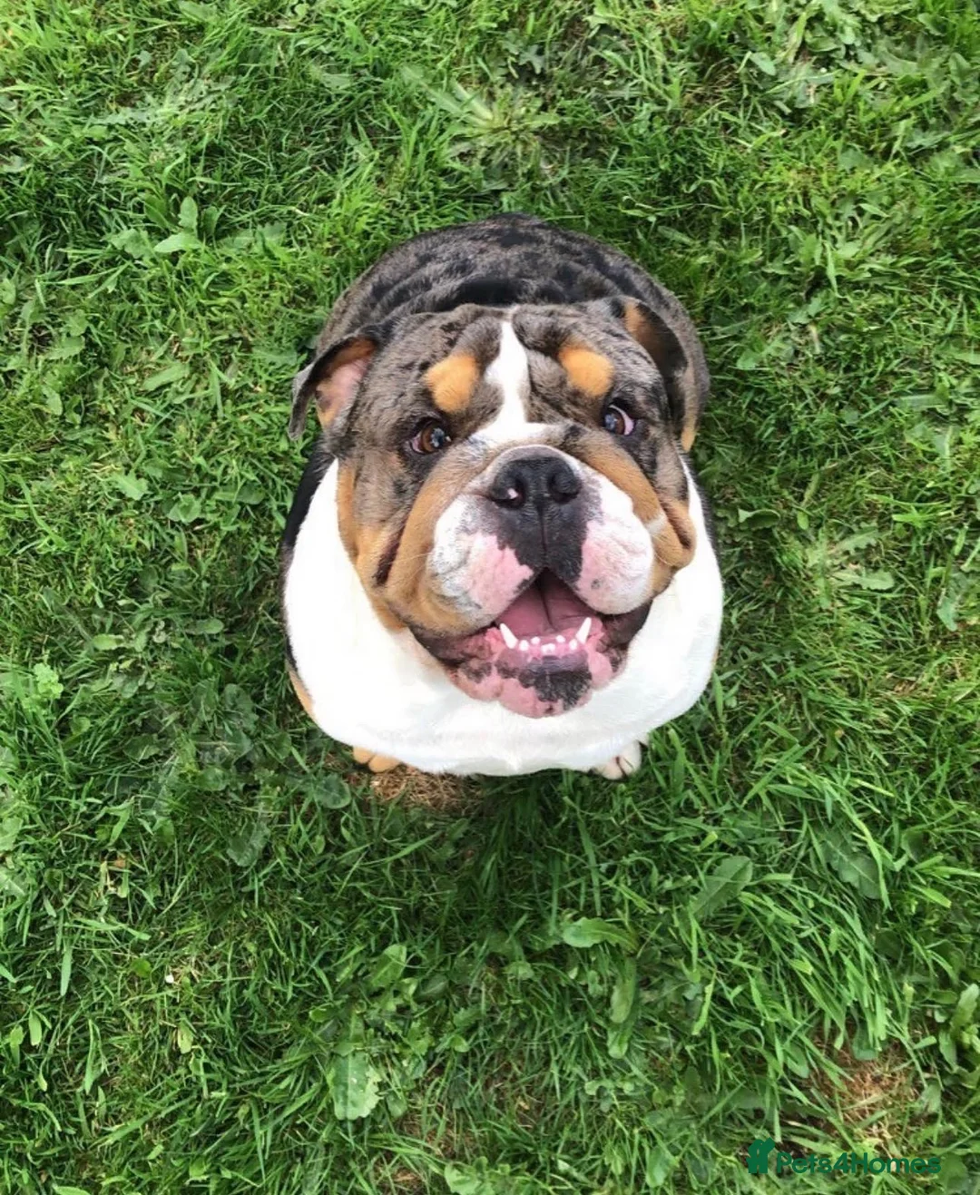 English Bulldog dogs for stud: Bruno 🏆🏆 - Advert 1