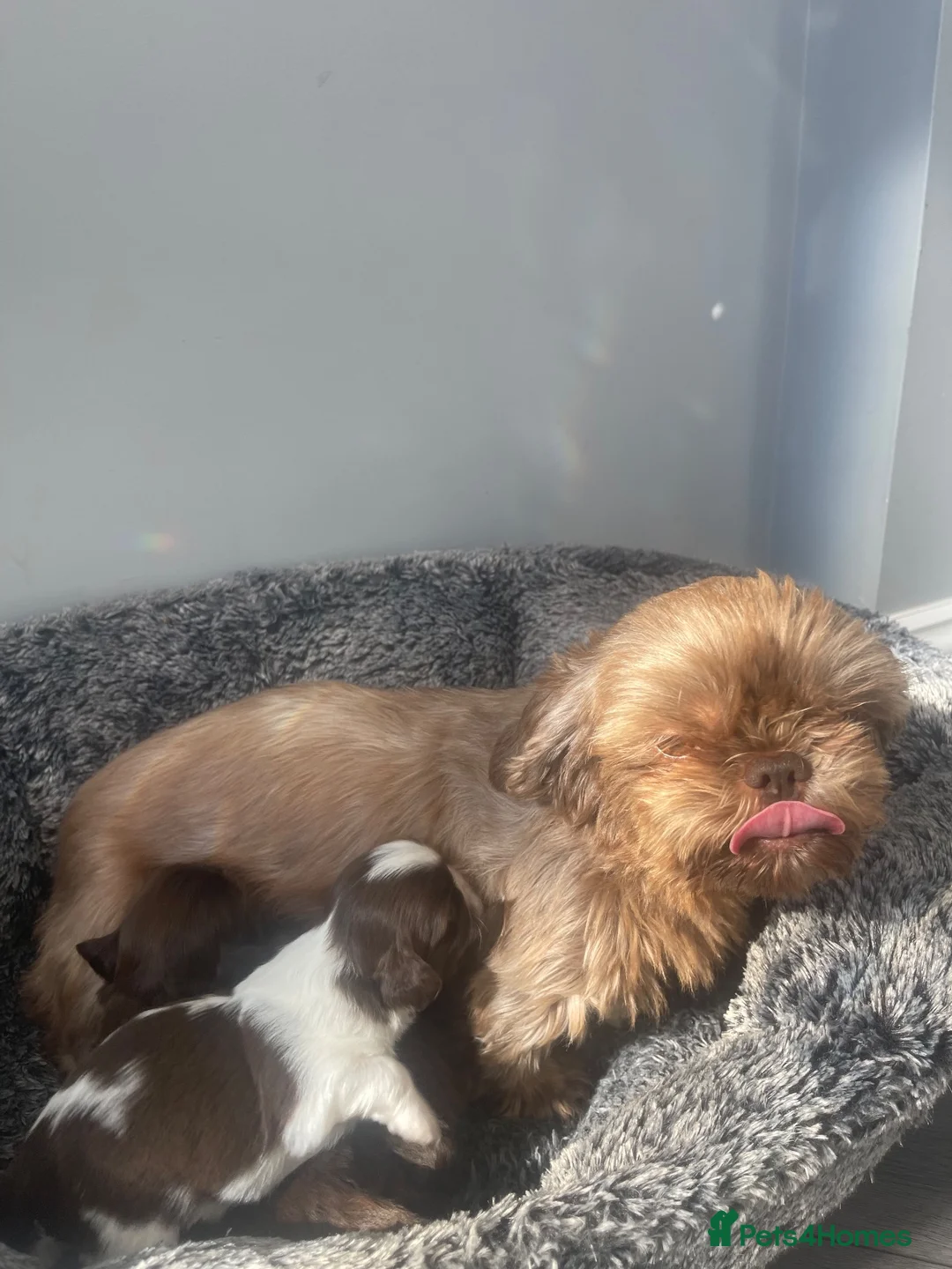 Shih Tzu dogs for sale: Imperial shih tzu puppies  - Advert 5