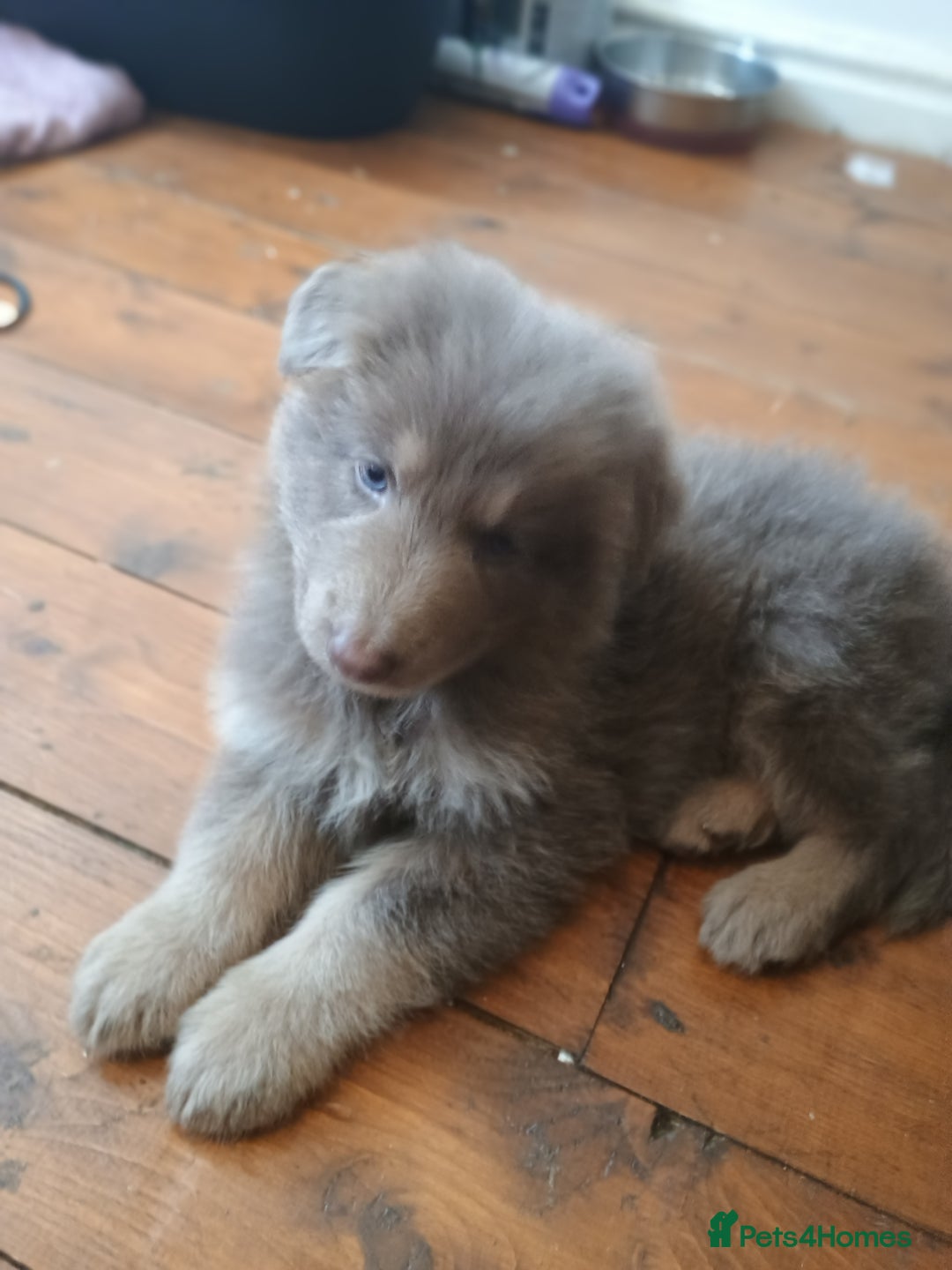 German Shepherd dogs for sale: ISABELLA GERMAN SHEPHERD 🌟 3 PUPS REMAINING 🌟 - Image 21