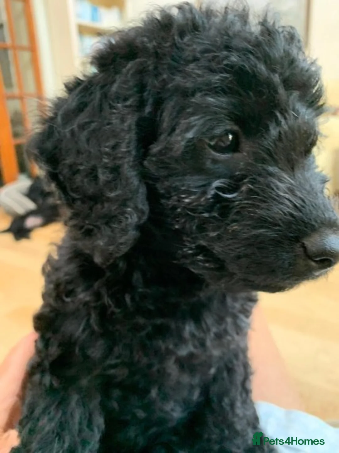 Labradoodle dogs for stud: Mini Doodle stud extensively DNA checked in Warrington - Advert 15