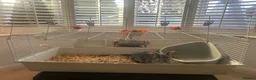 Mini Lop rabbits for sale: Grey mini lop in Nuneaton - Advert 4