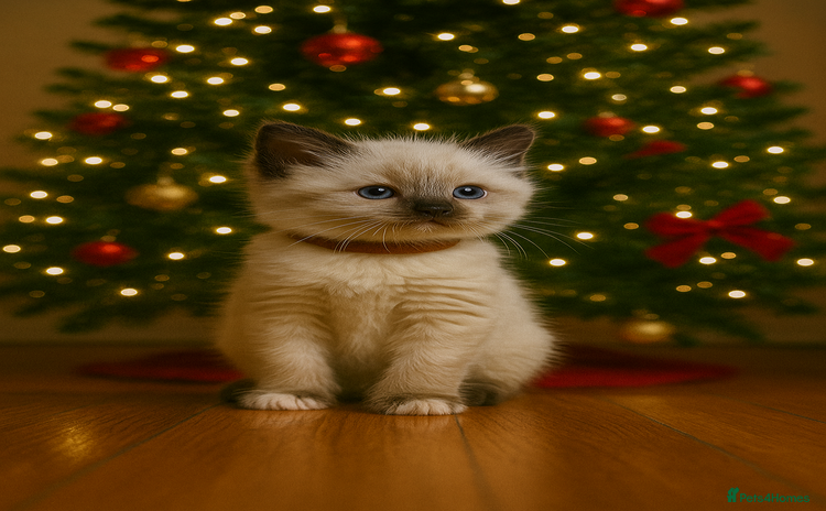 Ragdoll cats - Advert 4