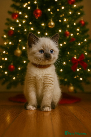 Ragdoll cats - Advert 4