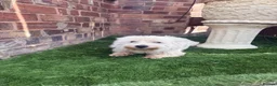 West Highland Terrier dogs for sale: 2 years old girl westie  in Guisborough - Advert 2
