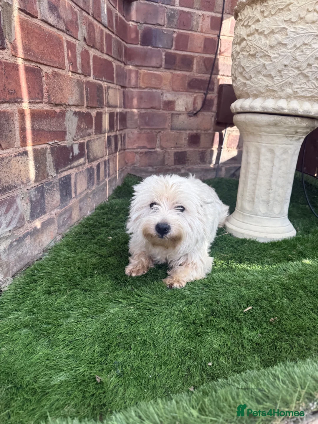 West Highland Terrier dogs for sale: 2 years old girl westie  in Guisborough - Advert 2