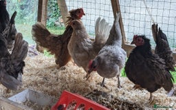 Chickens poultry for sale: Tiny Seramas Bantams,Adults & Youngsters. - Image 8