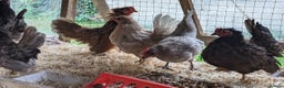 Chickens poultry for sale: Tiny Serama Bantams,Hens from £15.Good Selection. - Advert 8