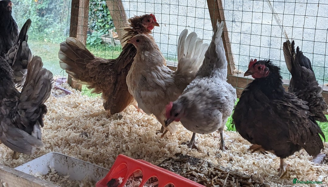 Chickens poultry for sale: Tiny Seramas Bantams,Adults & Youngsters. - Image 8