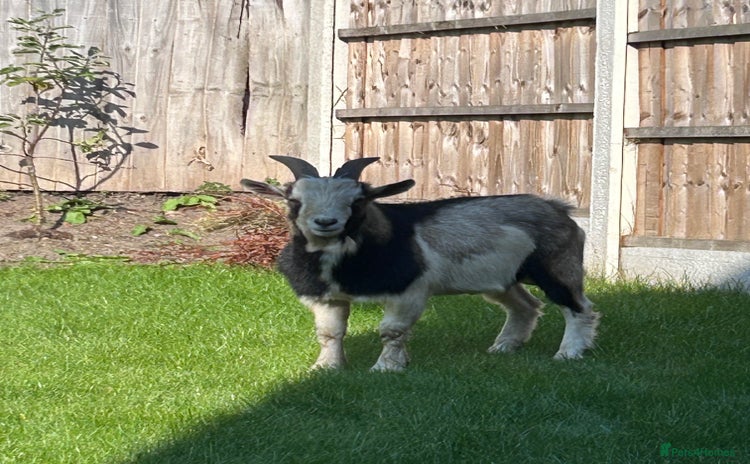 Goats livestock - Advert 2