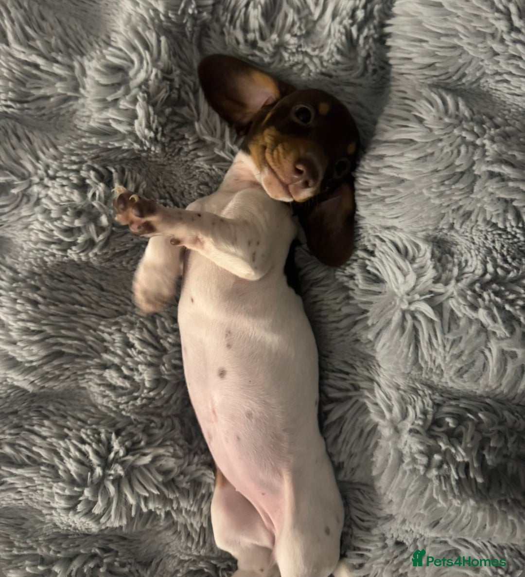 Miniature Dachshund dogs for sale: Four beautiful miniature dachshund girls - Advert 19