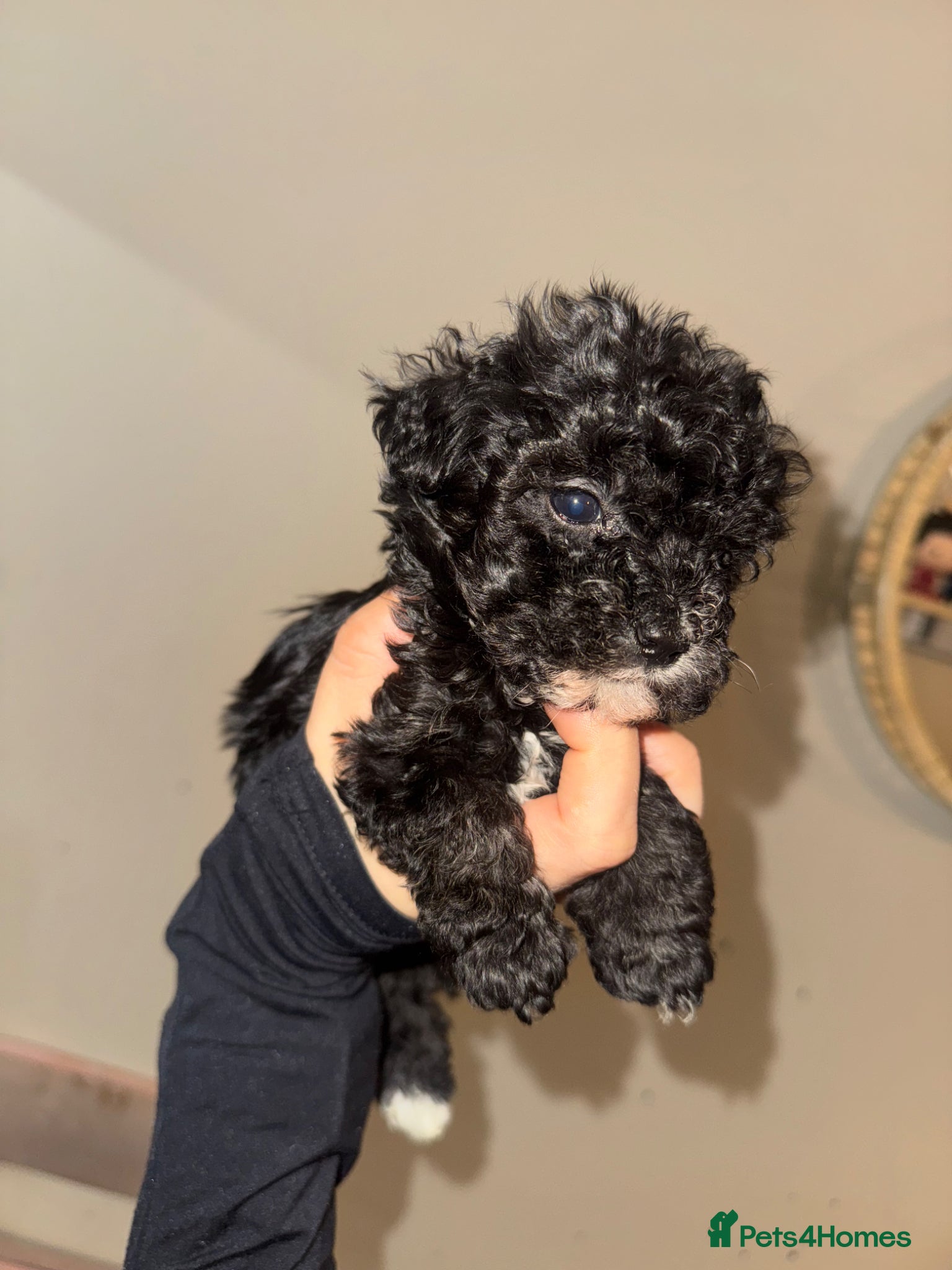 Mixed Breed dogs 2 boys for sale  - Advert 1