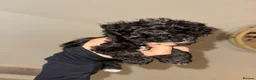 Mixed Breed dogs for sale: 2 boys for sale  - Advert 1
