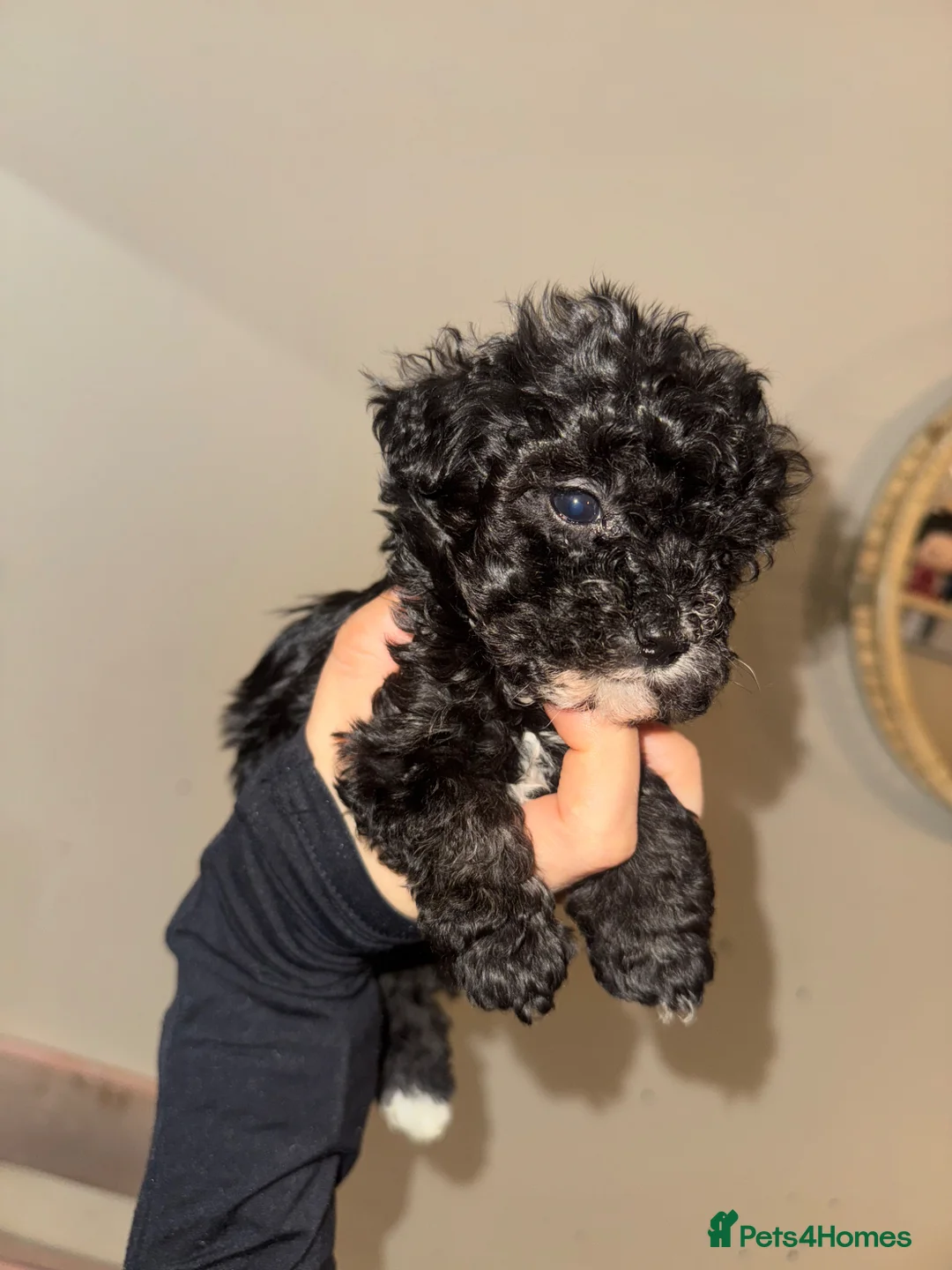 Mixed Breed dogs for sale: 2 boys for sale  - Advert 1