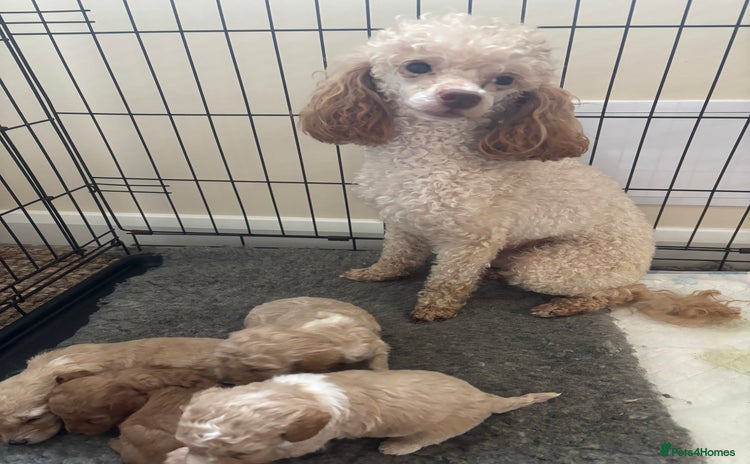 Miniature Poodle dogs - Advert 4