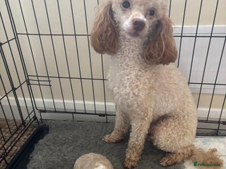 Miniature Poodle dogs - Advert 4