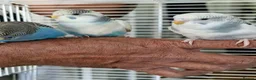 Budgerigars birds for sale: Super silly hand tamed baby budgies  - Advert 9