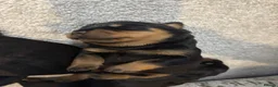 Rottweiler dogs for sale: 🤍PRADAS PUPPYS 🤍 in Wick - Advert 11