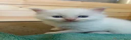 Ragdoll cats for sale: Beautiful ragdolls - Advert 7