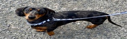 Miniature Dachshund dogs for stud: KC REG SILVER DAPPLE & TAN STUD CARRYING CREAM in Irvine - Advert 11