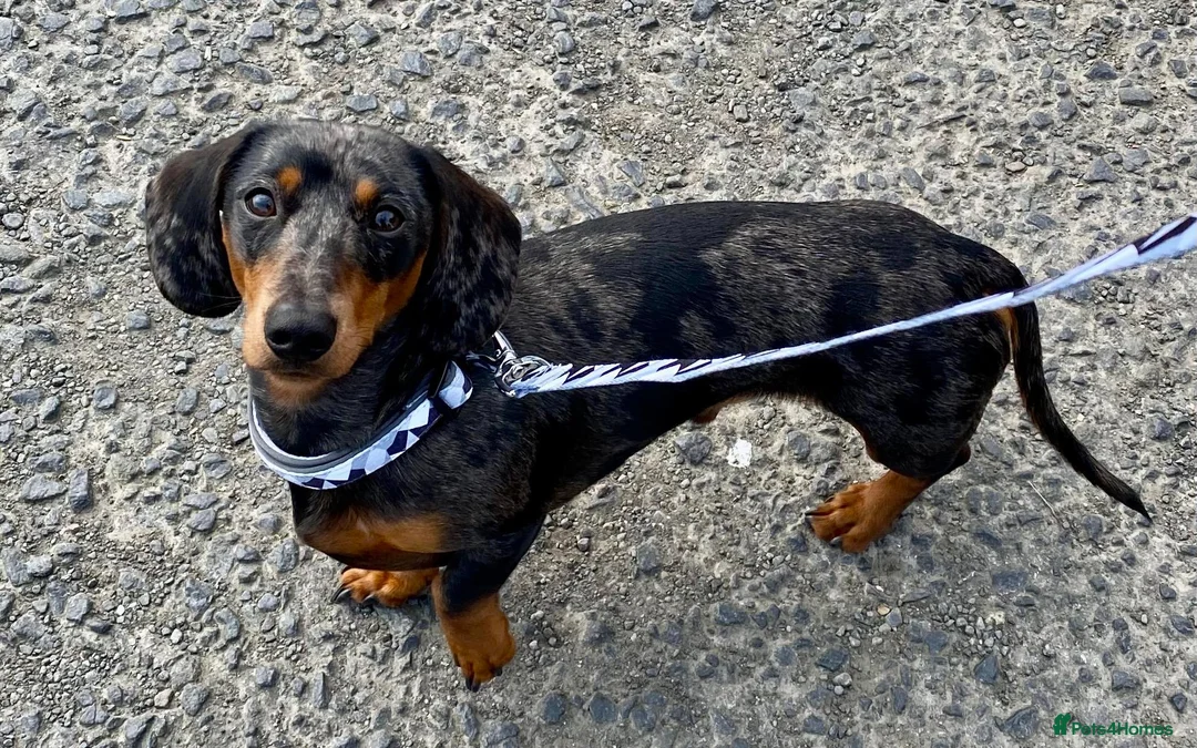 Miniature Dachshund dogs for stud: KC REG SILVER DAPPLE & TAN STUD CARRYING CREAM in Irvine - Advert 11