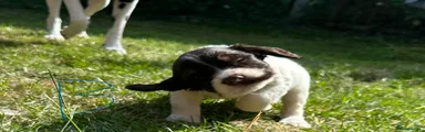 English Springer Spaniel 6 dark blue collar