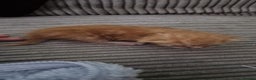 Mixed Breed cats for sale: 1 beautiful ginger&white kitten - Advert 5